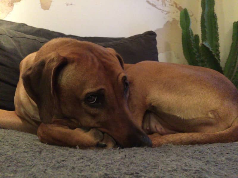 Housesitting assignment in Heemstede, Netherlands