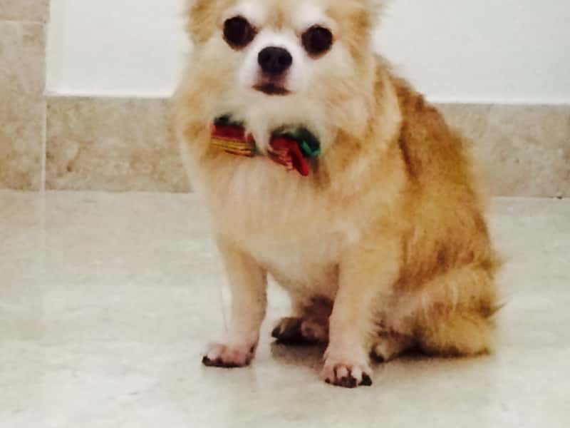 Housesitting assignment in Kowloon, Hong Kong
