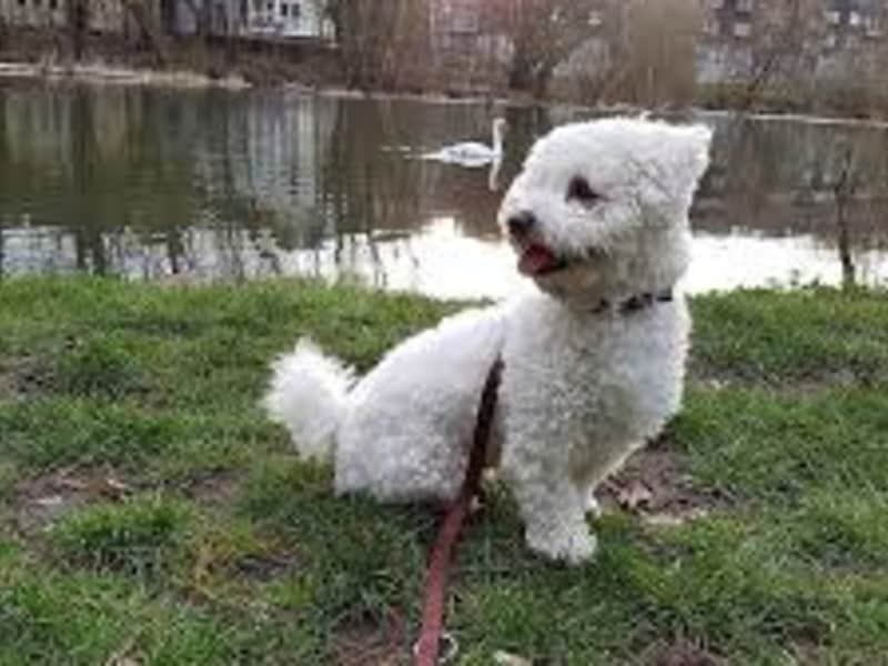 Housesitting assignment in Schwäbisch Hall, Germany