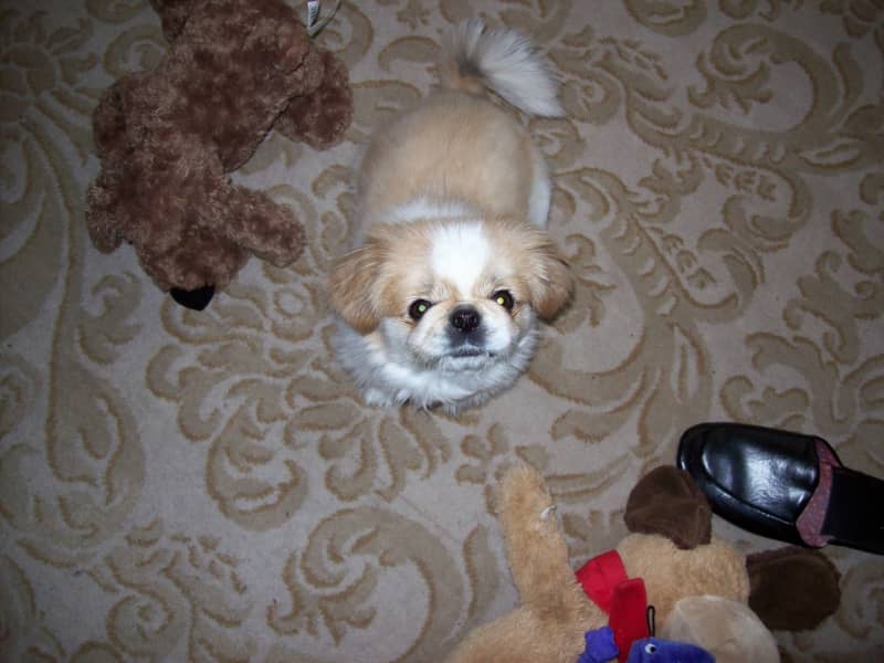 Housesitting assignment in Brampton, Ontario, Canada