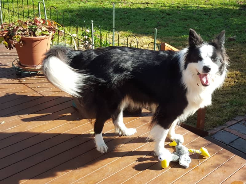 Housesitting assignment in Canberra, Australian Capital Territory, Australia