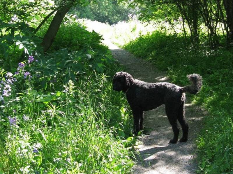 Housesitting assignment in London, Ontario, Canada