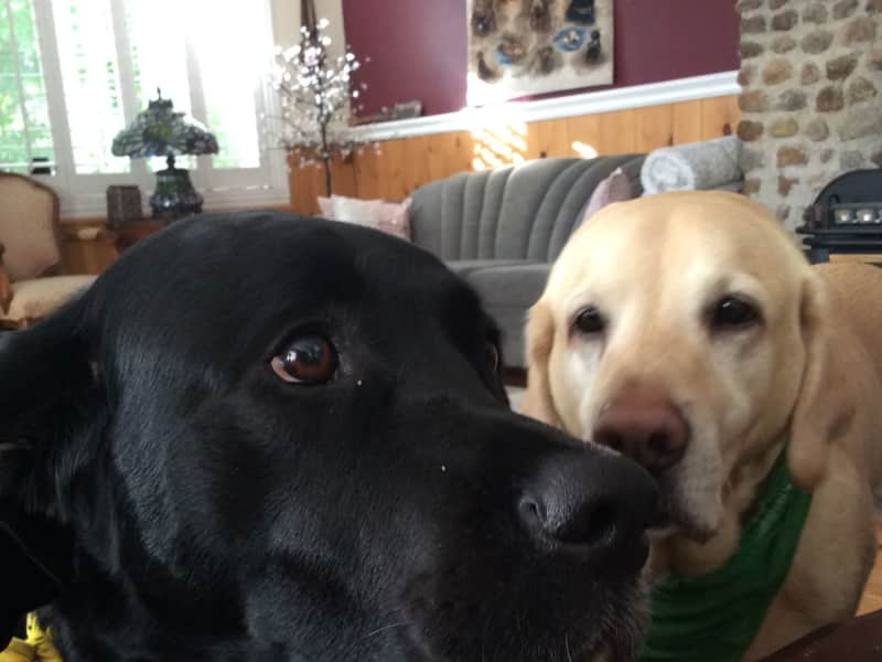 Housesitting assignment in Trenton, Ontario, Canada