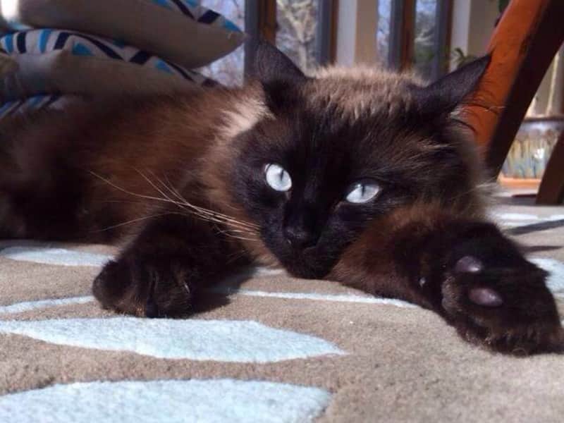 Housesitting assignment in South Kingstown, Rhode Island, United States
