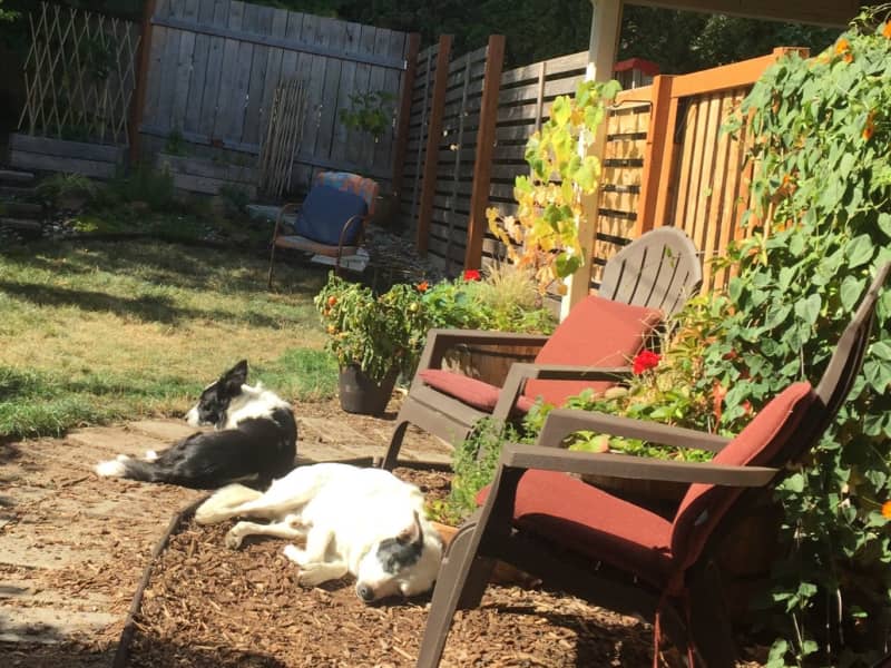Housesitting assignment in Eugene, Oregon, United States