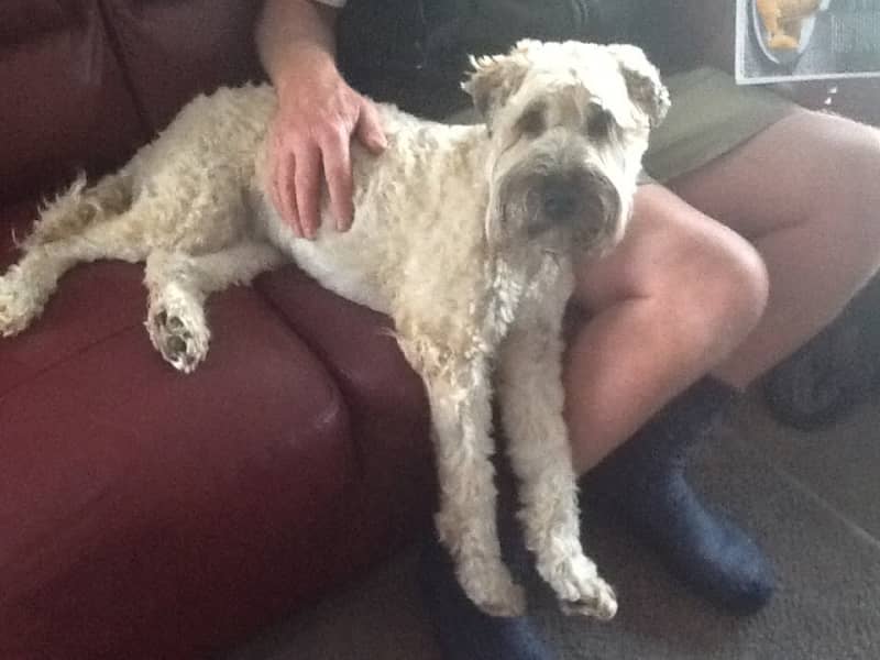 Housesitting assignment in Mosgiel, New Zealand