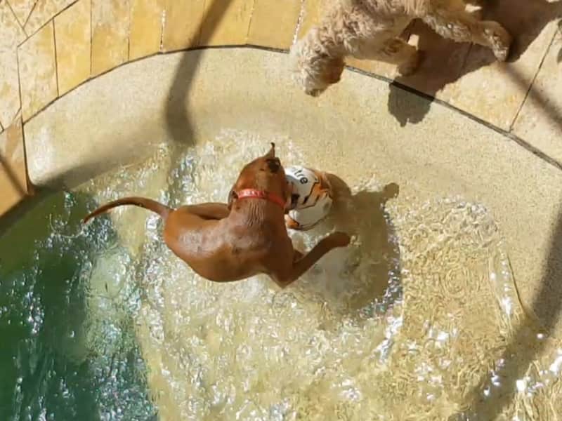 Housesitting assignment in Newcastle, New South Wales, Australia