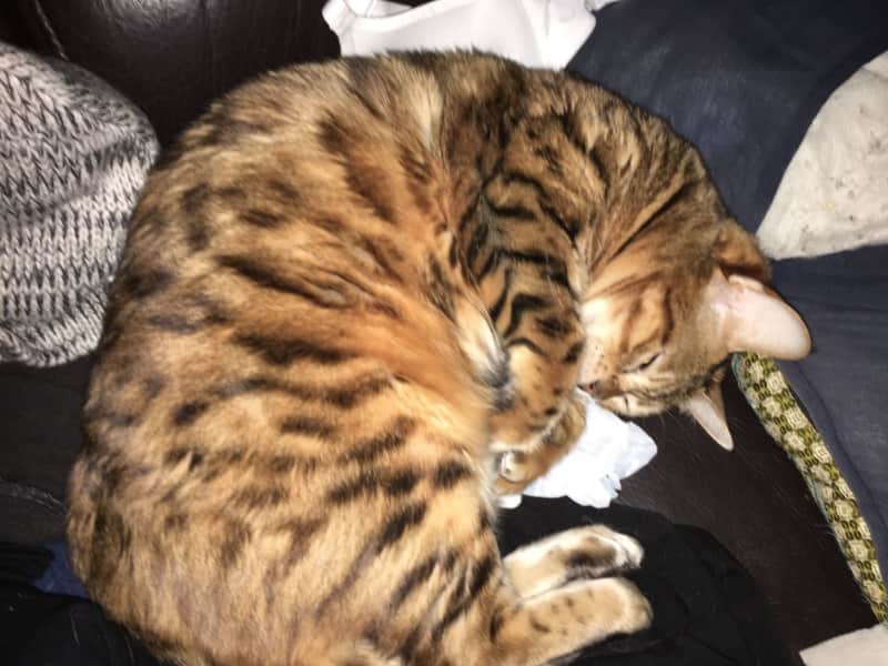 Housesitting assignment in Vancouver, British Columbia, Canada