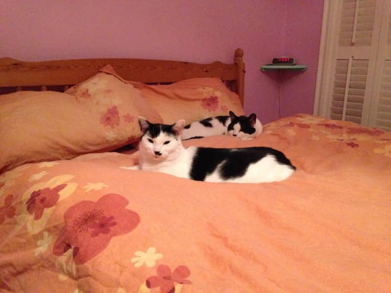 Housesitting assignment in Dublin, Ireland