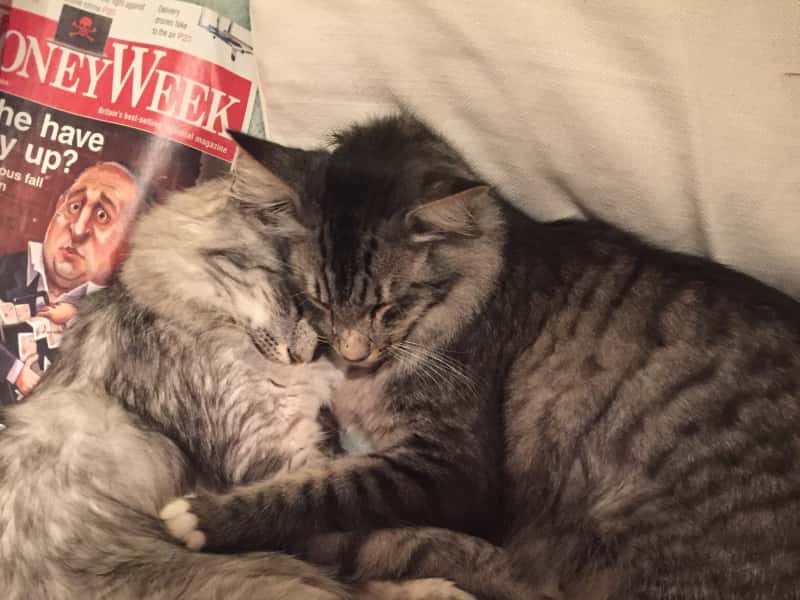 Housesitting assignment in Great Somerford, United Kingdom