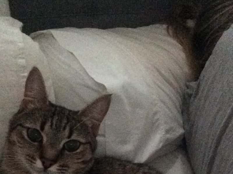 Housesitting assignment in Hobart, Tasmania, Australia