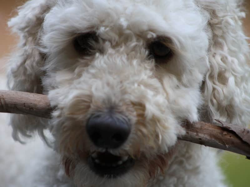 Housesitting assignment in Noosaville, Queensland, Australia