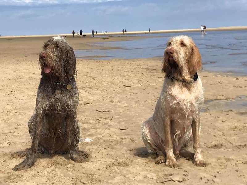 Housesitting assignment in Milton Keynes, United Kingdom