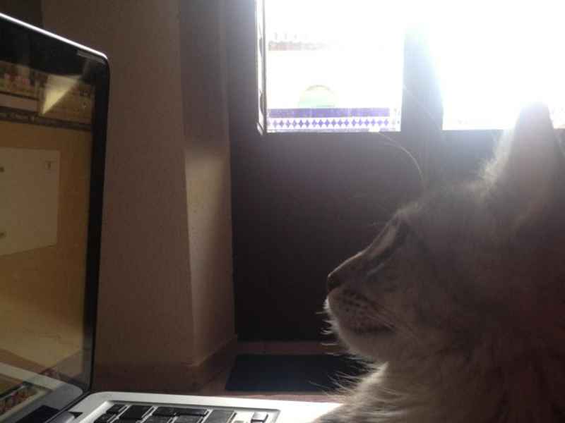 Housesitting assignment in Granada, Spain