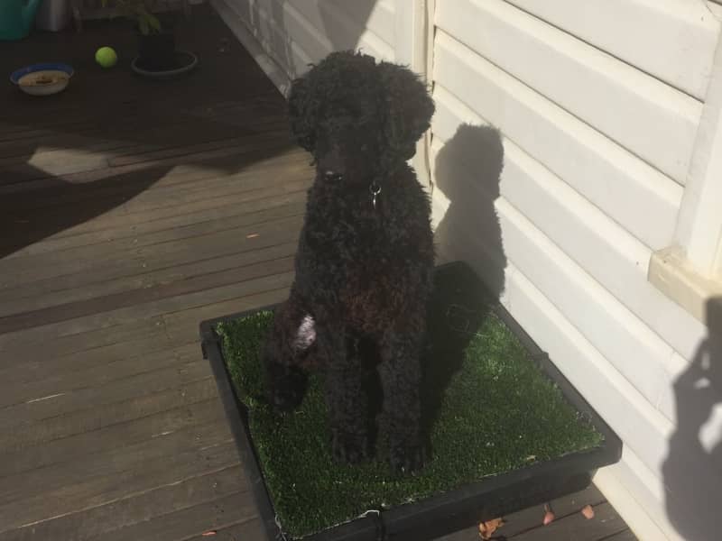 Housesitting assignment in Armidale, New South Wales, Australia
