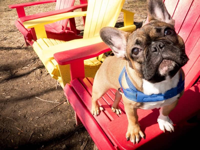 Housesitting assignment in Toronto, Ontario, Canada