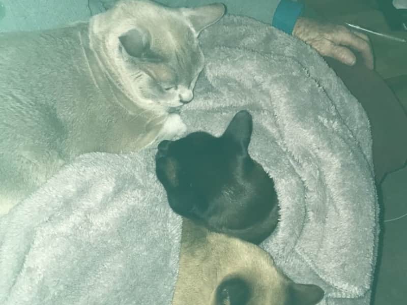 Housesitting assignment in Te Atatu Peninsula, New Zealand