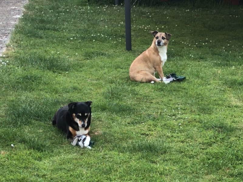Housesitting assignment in Swindon, United Kingdom