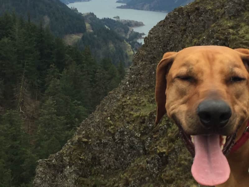 Housesitting assignment in Hood River, Oregon, United States