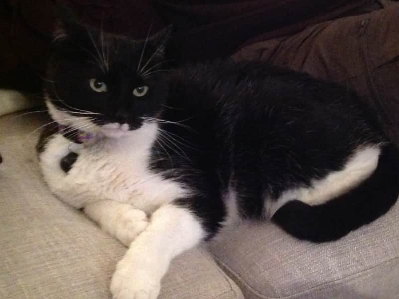 Housesitting assignment in Windsor, United Kingdom