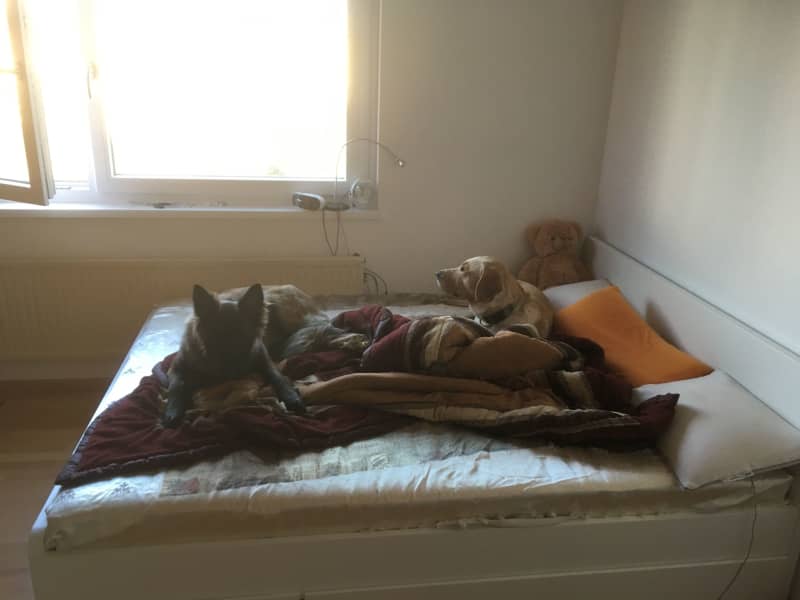 Housesitting assignment in Vienna, Austria