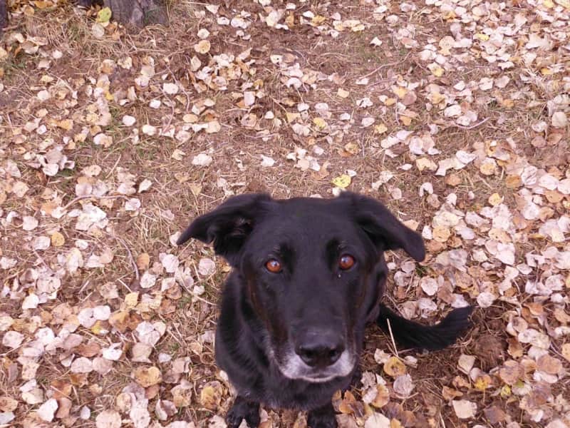 Housesitting assignment in Fort Collins, Colorado, United States