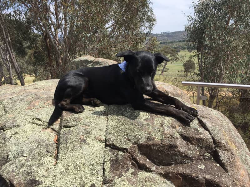 Housesitting assignment in Canberra, Australian Capital Territory, Australia