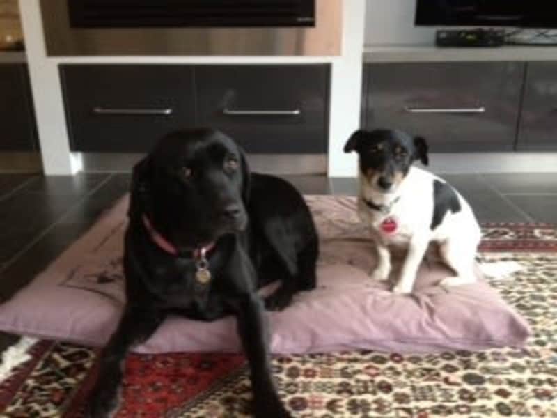 Housesitting assignment in Bendigo, Victoria, Australia