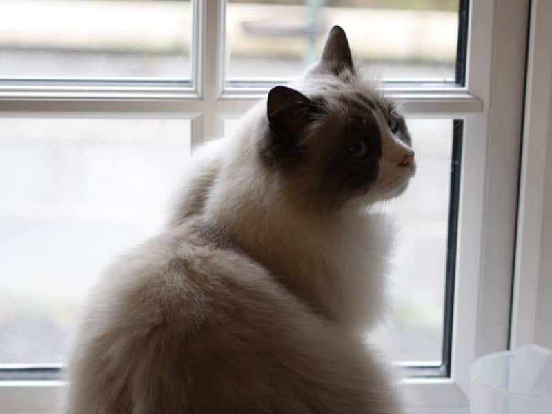 Housesitting assignment in Newtown, United Kingdom