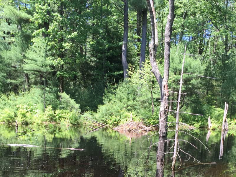 Housesitting assignment in Pelham, Massachusetts, United States