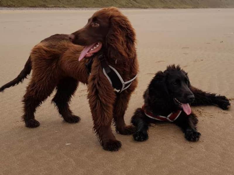 Housesitting assignment in Cardiff, United Kingdom
