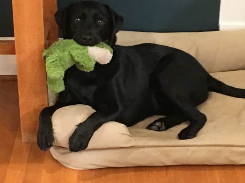Housesitting assignment in Durham, North Carolina, United States