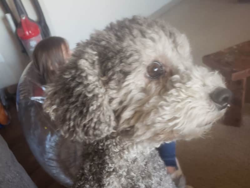 Housesitting assignment in Broomfield, Colorado, United States