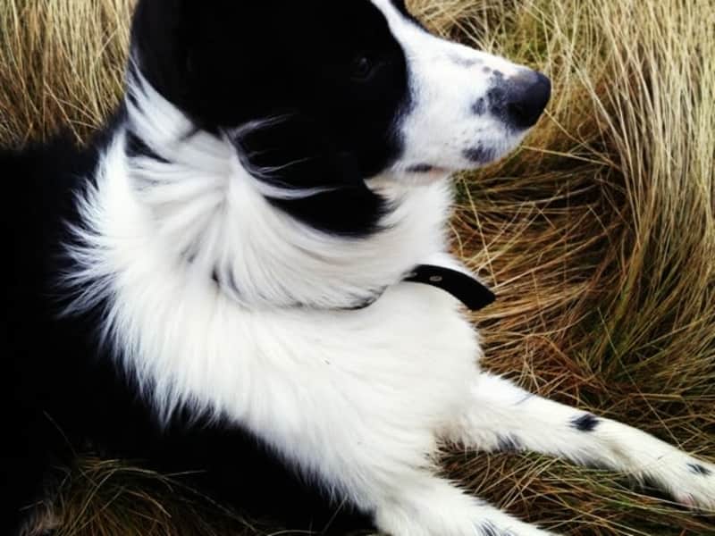 Housesitting assignment in Wigton, United Kingdom