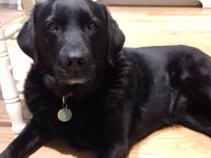 Housesitting assignment in Hambledon, United Kingdom
