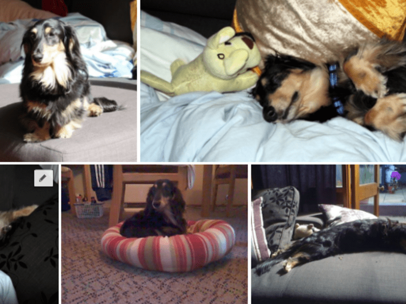 Housesitting assignment in Canterbury, New South Wales, Australia