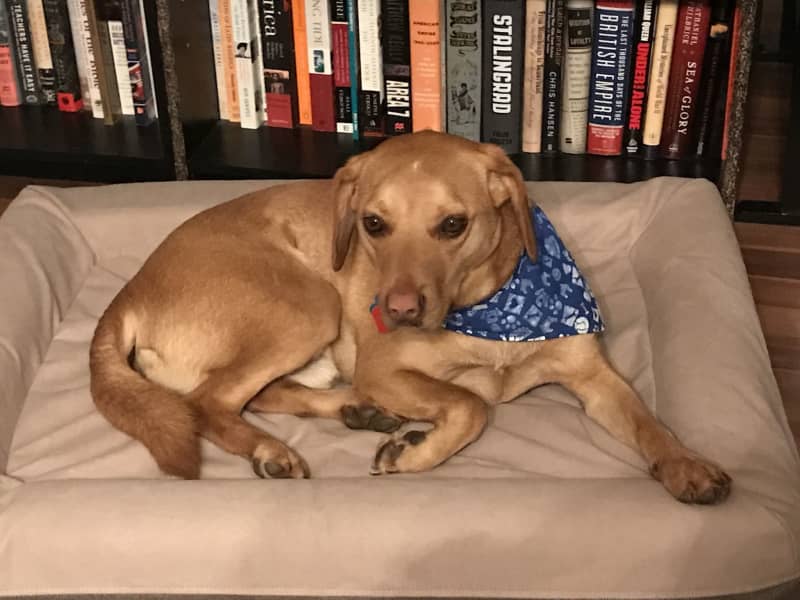 Housesitting assignment in Naperville, Illinois, United States