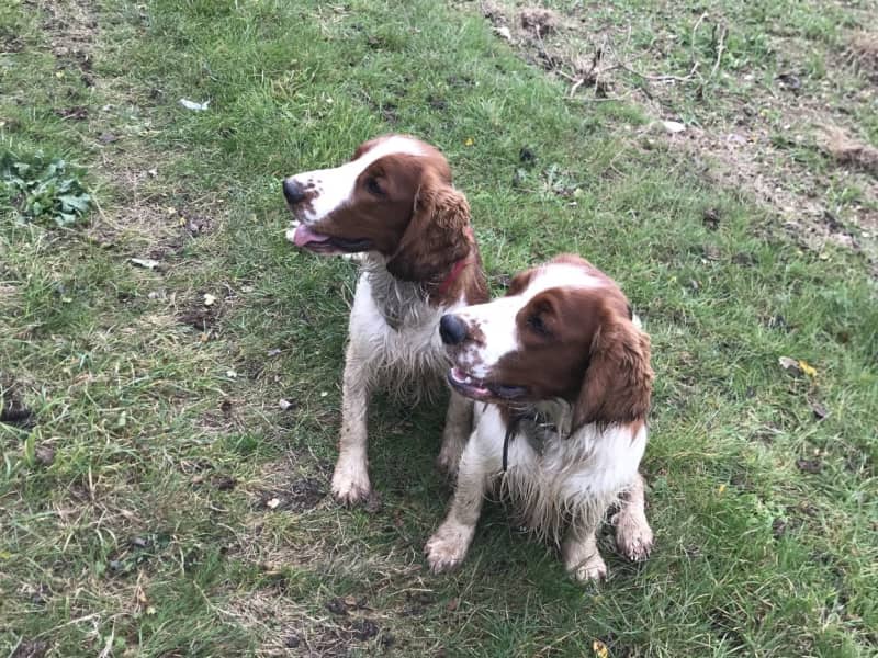 Housesitting assignment in Chelsfield, United Kingdom