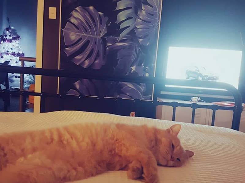 Housesitting assignment in Townsville, Queensland, Australia