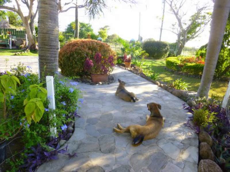 Housesitting assignment in Charlestown, Saint Kitts and Nevis
