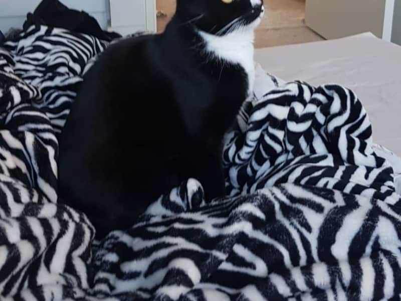 Housesitting assignment in Marrickville, New South Wales, Australia