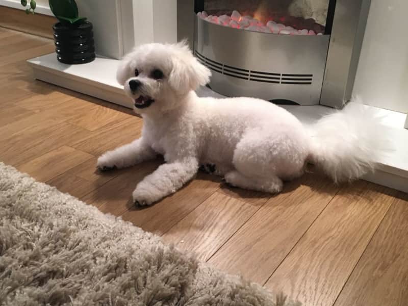 Housesitting assignment in Neath, United Kingdom
