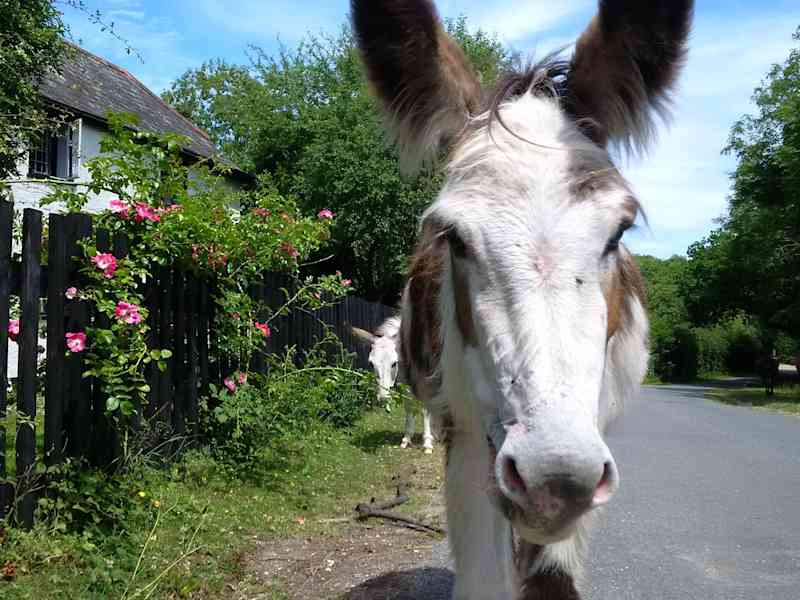 Housesitting assignment in Minstead, United Kingdom