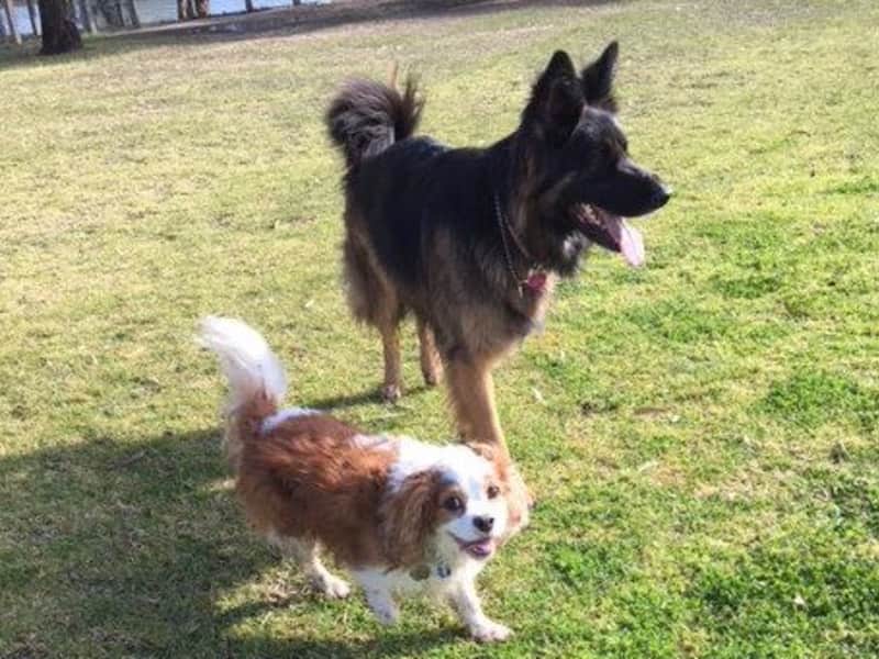 Housesitting assignment in North Brighton, Victoria, Australia