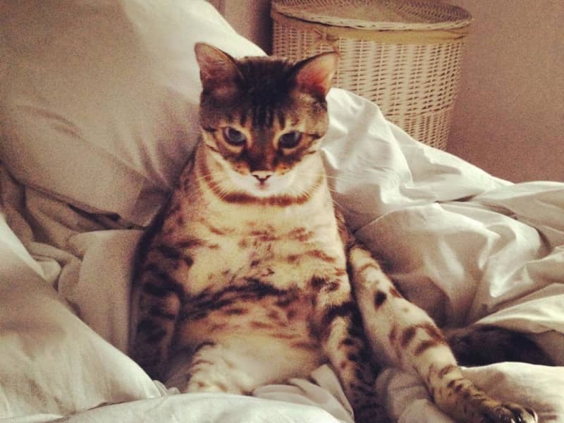 Housesitting assignment in Leytonstone, United Kingdom