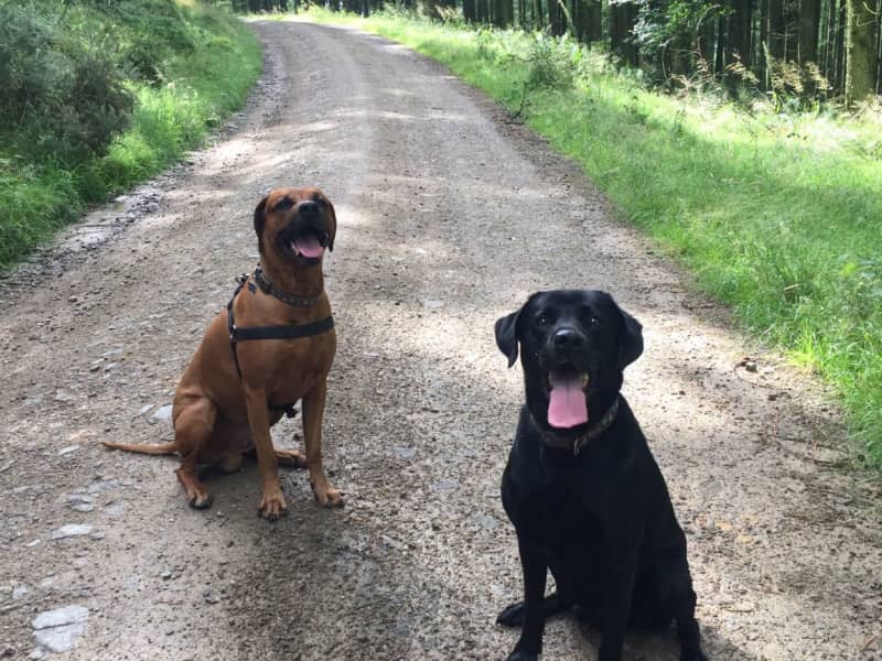 Housesitting assignment in Aberdeen, United Kingdom