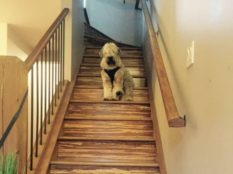 Housesitting assignment in Jasper, Alberta, Canada