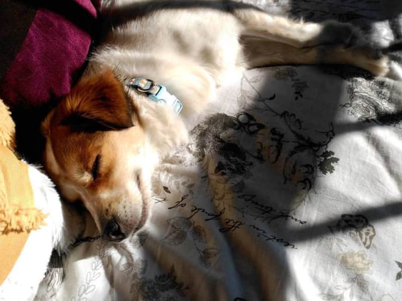 Housesitting assignment in Oviedo, Spain