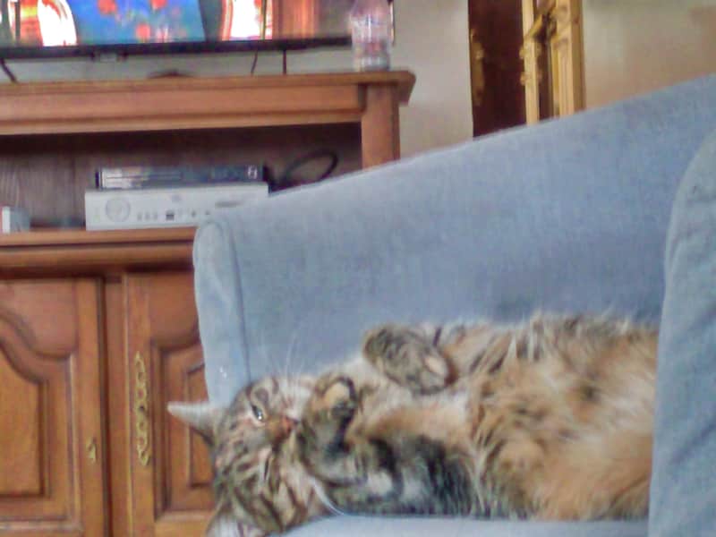 Housesitting assignment in Mulhouse, France