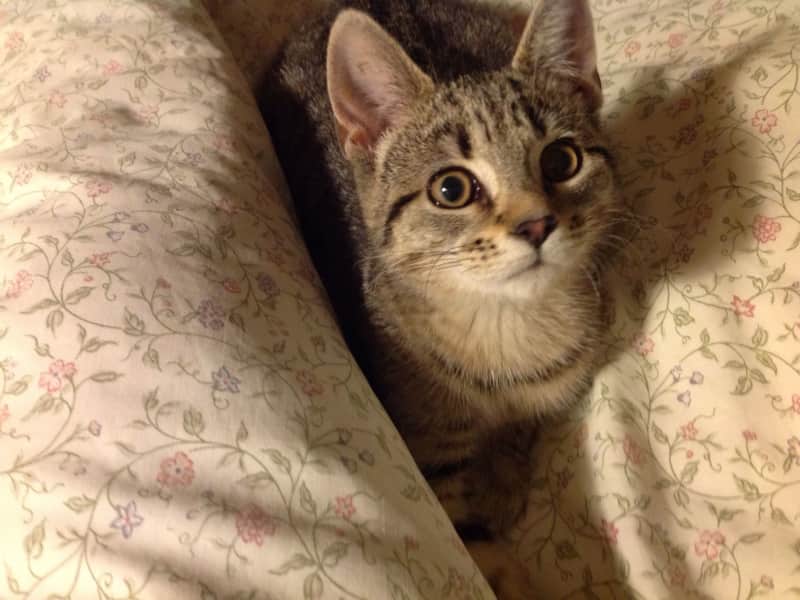 Housesitting assignment in Driffield, United Kingdom